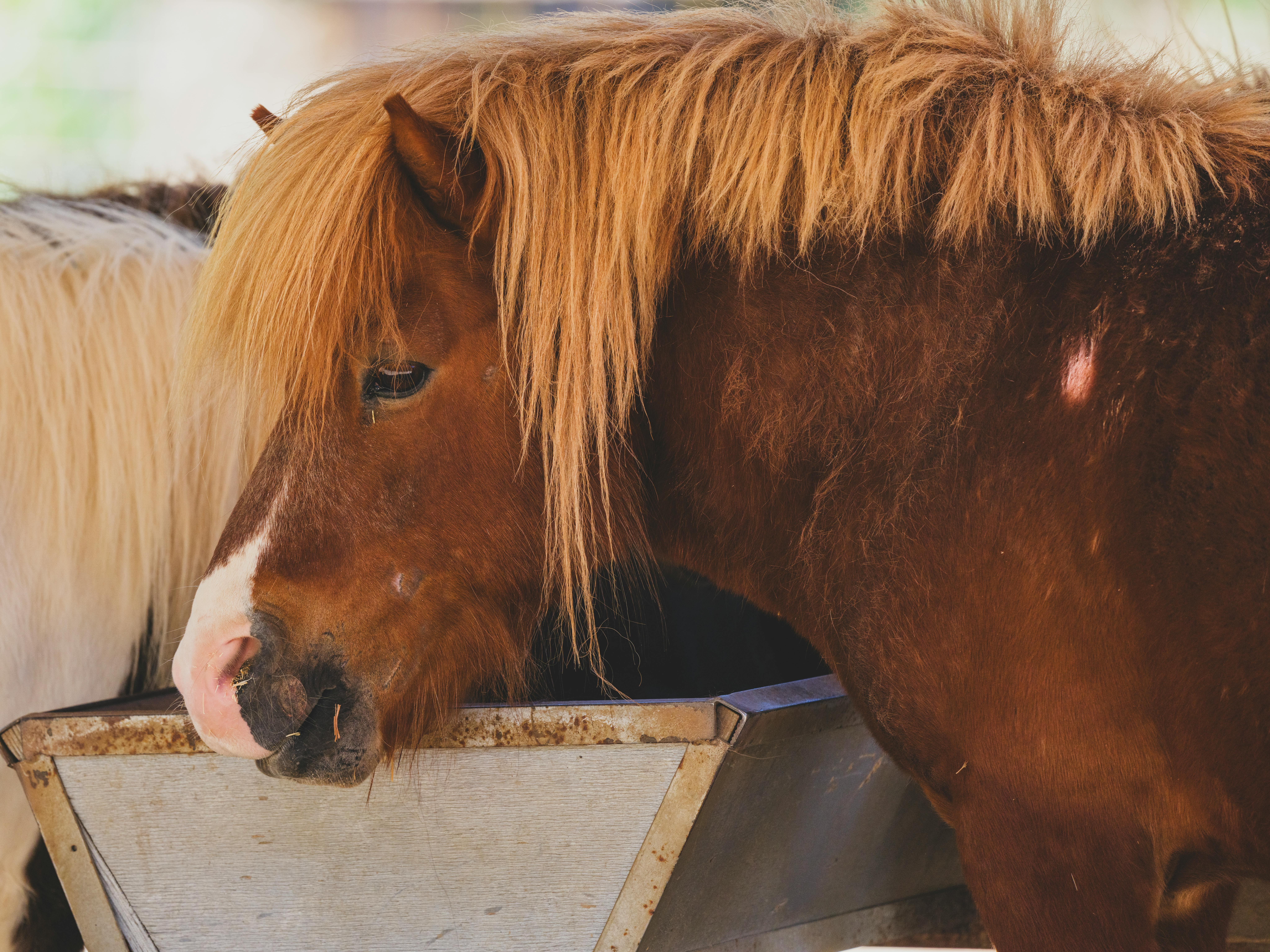 Домашний пони у кормушки