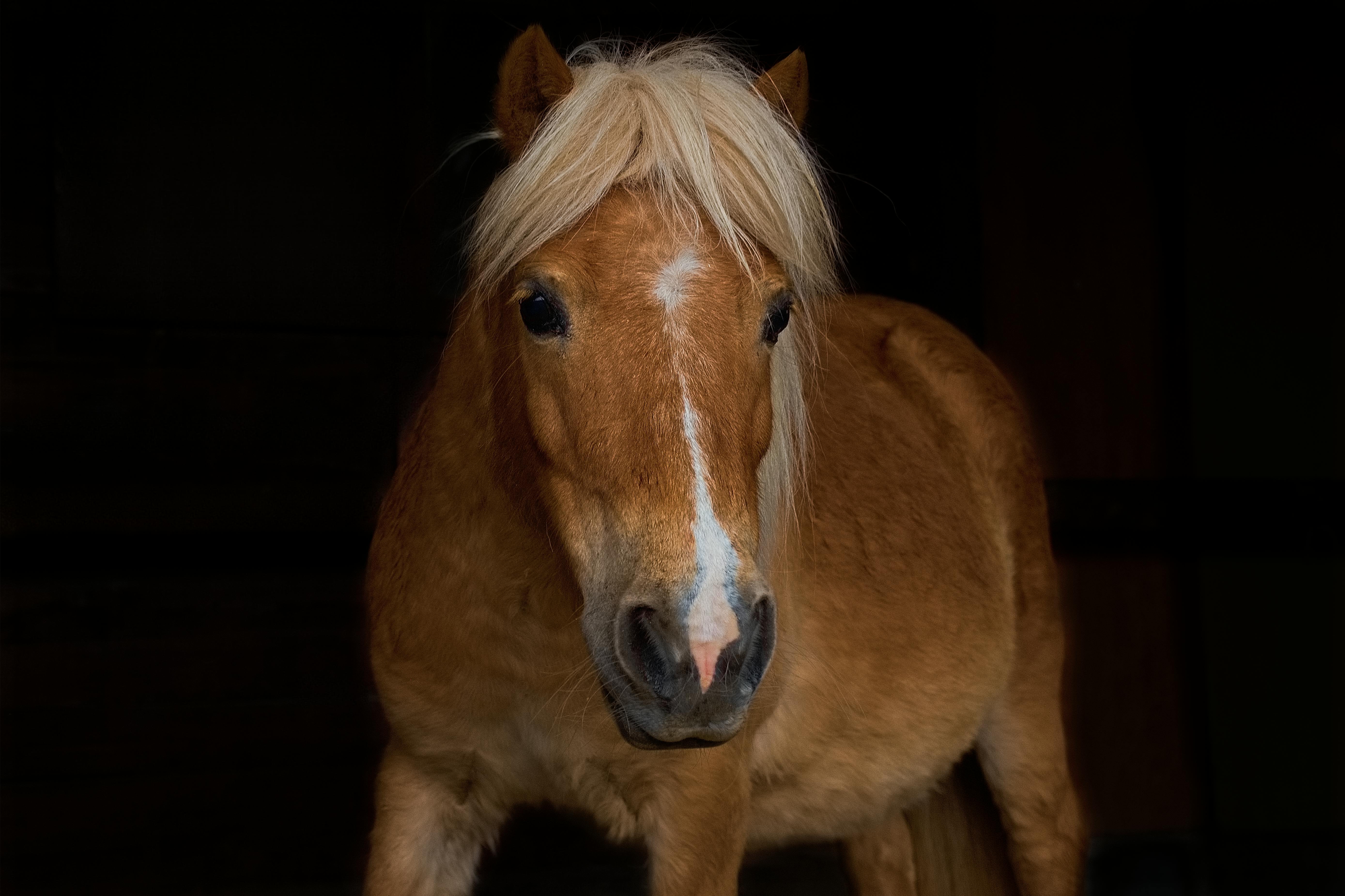 Коллекционный пони на темном фоне